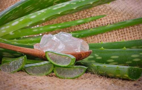 Aloe vera to treat scabies