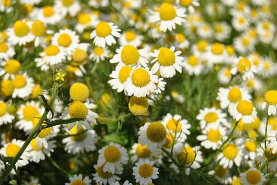 compost chamomile plants