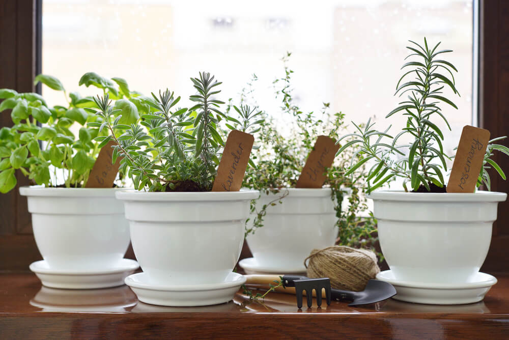 Aromatic plants for the house.