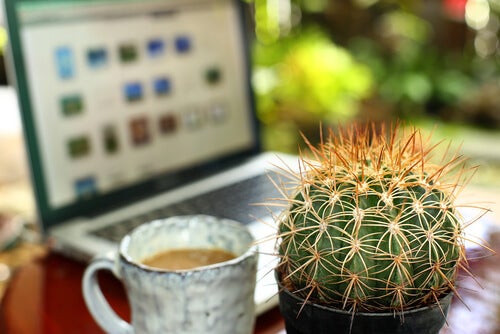 Cacti are very decorative.