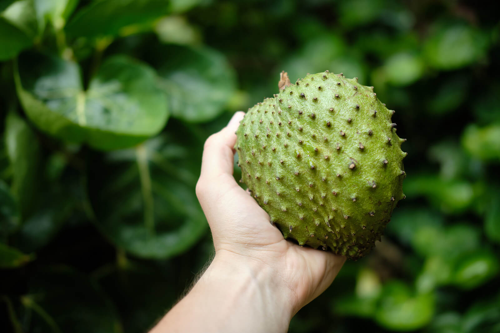 Benefits of consuming soursop, delicious tropical fruit