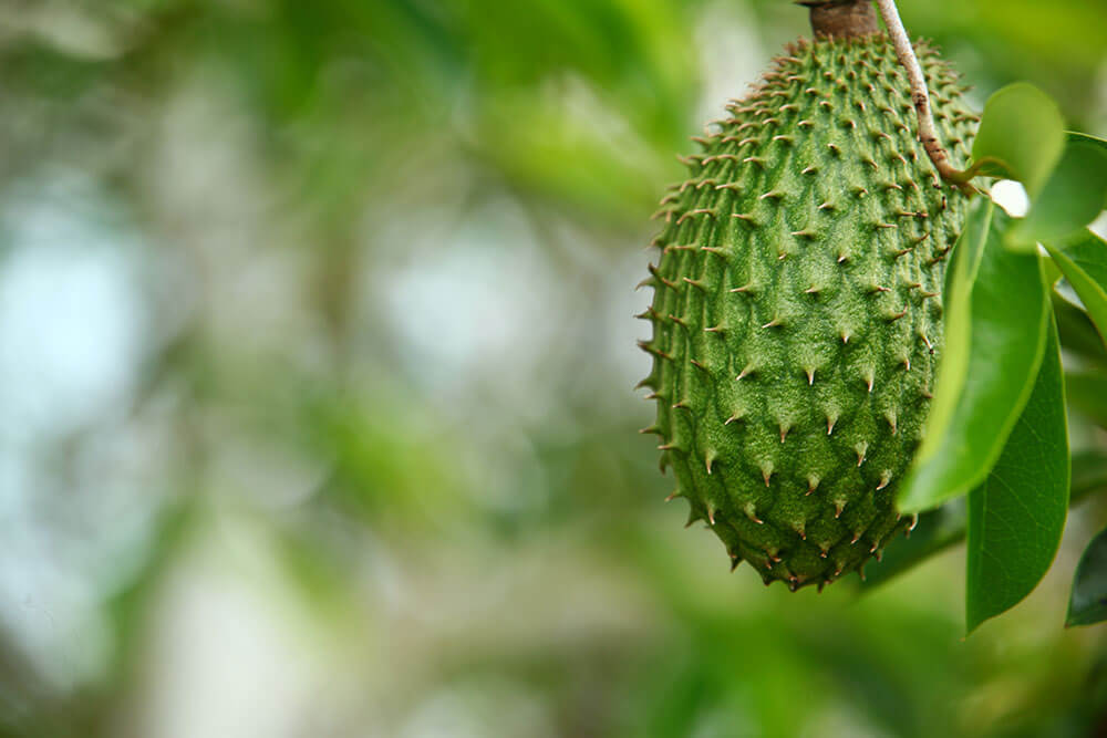 Soursop