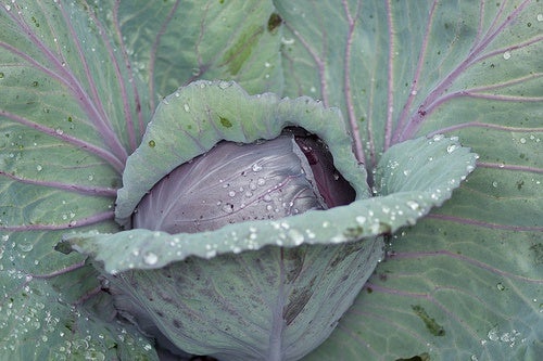 Cabbage and its benefits