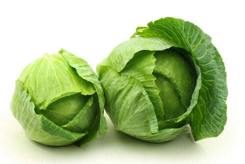 Cabbage