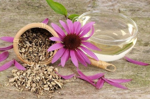 Echinacea