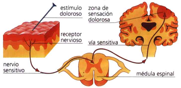 Pain anatomy and physiology