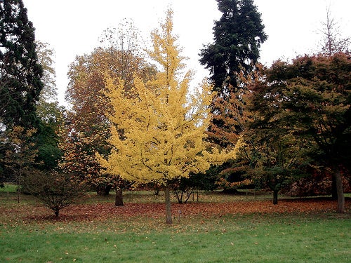 Garden with the Chinese tree Ginkgo Biloba