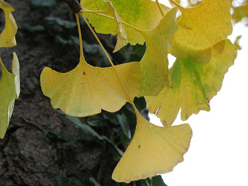 Ginkgo Biloba leaf.