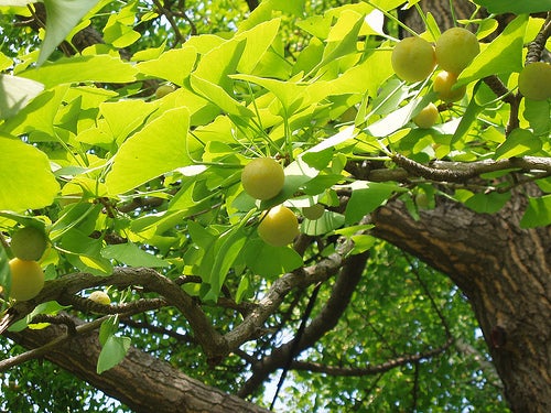 Ginkgo Biloba tree.