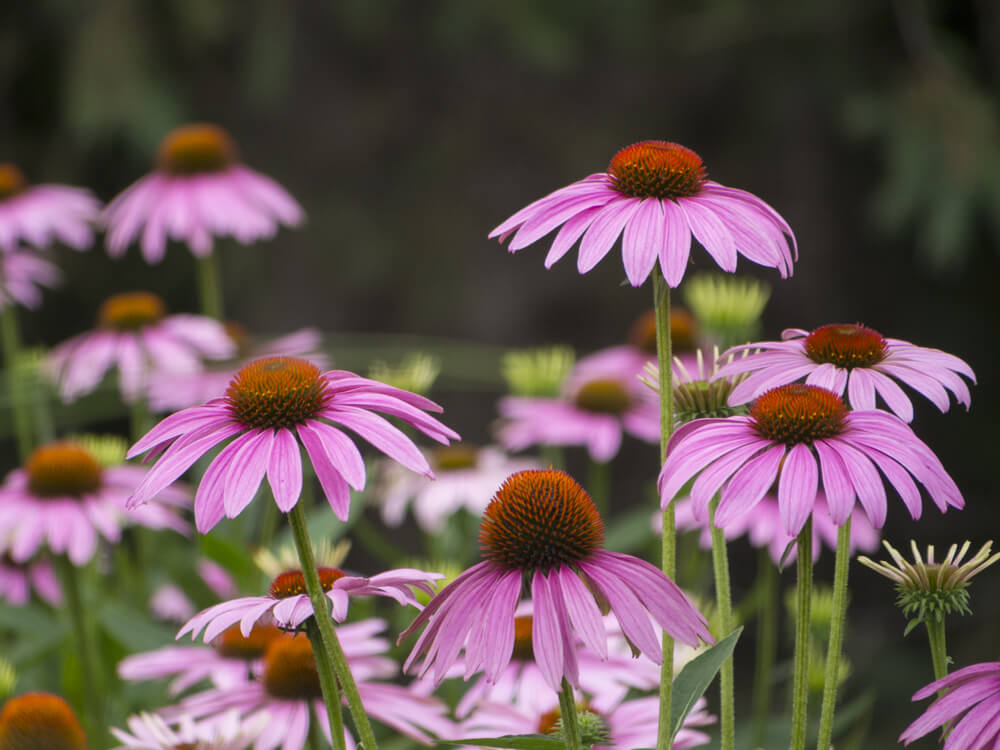 Summer Flowers: 6 Options For Your Garden