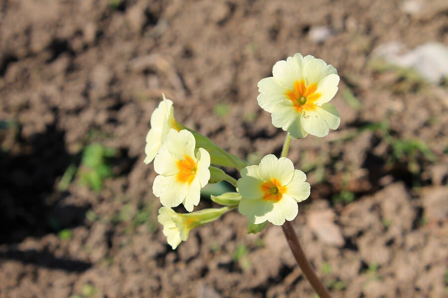 Carnation, small summer flowers