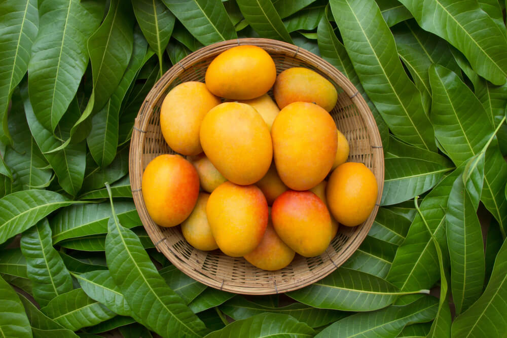 Mango surrounded by its own leaves.