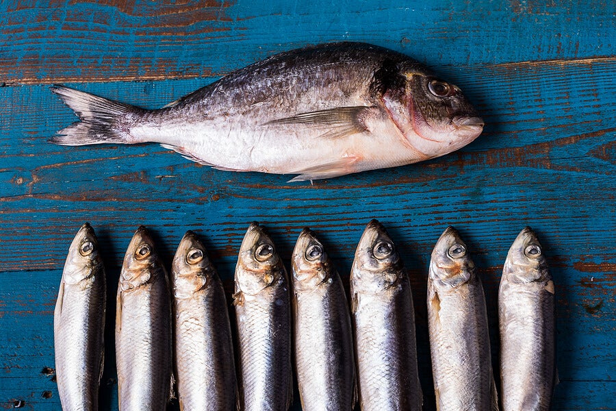 Benefits of oily fish and its varieties