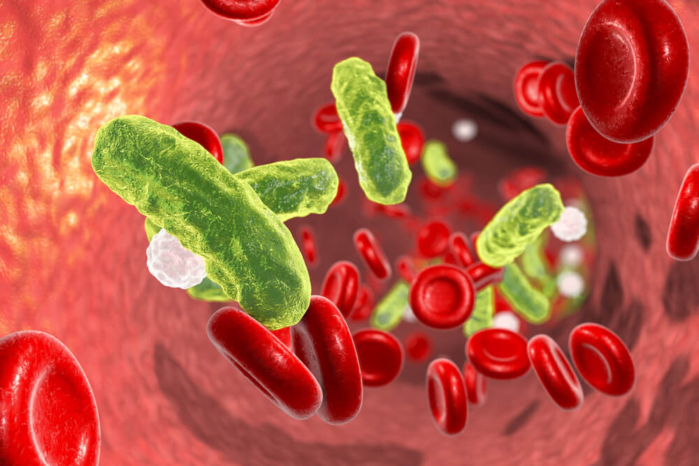 bacteria circulating in the bloodstream